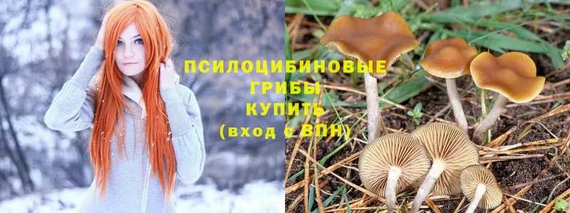 цены наркотик  Верхняя Пышма  Псилоцибиновые грибы MAGIC MUSHROOMS 